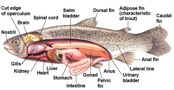 Most fishes breathe by drawing water over gills protected by an operculum Fishes control their buoyancy with an air sac known