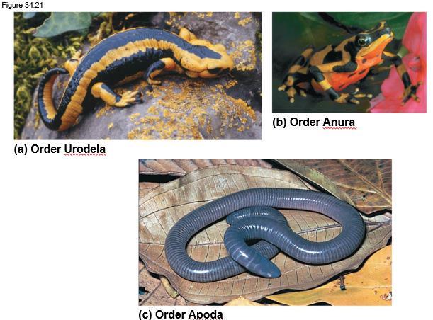 Amphibians Amphibians (class Amphibia) are represented by about 6,150 species in three clades