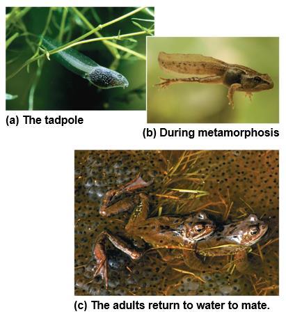 Lifestyle and Ecology of Amphibians Amphibian means both ways of life, referring to the metamorphosis of an aquatic larva into a terrestrial adult Tadpoles are herbivores that lack legs, but legs,