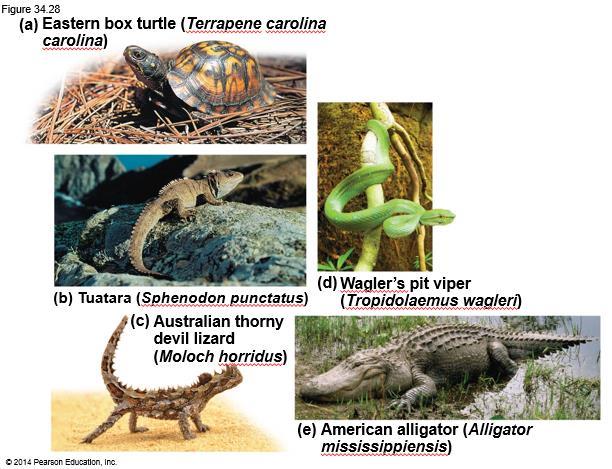 Reptiles The reptile clade includes the tuataras, lizards,