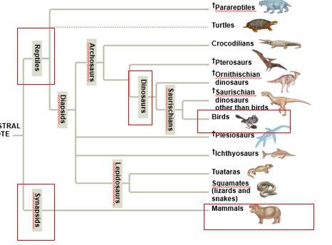 The diapsids consisted of two main lineages: the lepidosaurs and the archosaurs The lepidosaurs include tuataras, lizards, snakes, and extinct mososaurs The archosaur lineage produced the