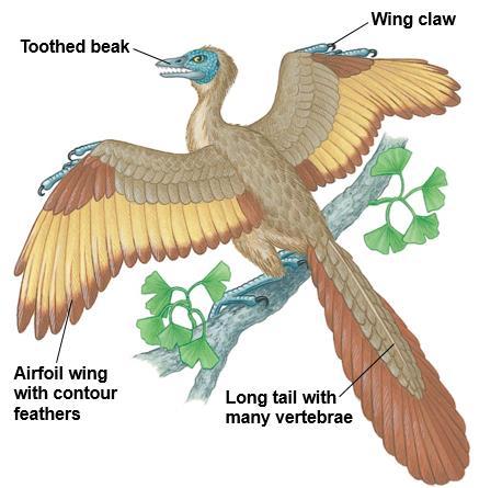 By 160 million years ago, feathered theropods had