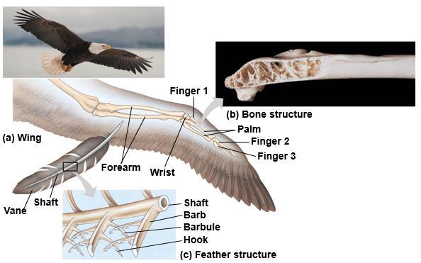 Birds Birds are archosaurs, but almost every feature of their reptilian anatomy has undergone modification in their adaptation to flight Derived Characters of Birds Many characters of birds are