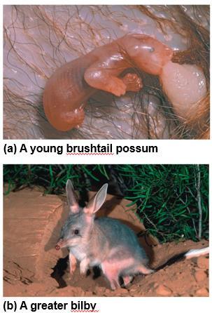 Marsupials Marsupials include opossums, kangaroos, and koalas The embryo develops within a placenta in the mother s uterus A