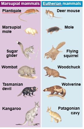 In Australia, convergent evolution has resulted in a diversity of