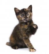 Example: Cats Calico Cat is a tortoiseshell expressing an additional