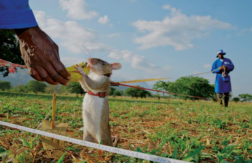 ABOUT APOPO THE HERORATS SAVED MY LIFE AND CLEARED OUR LAND.