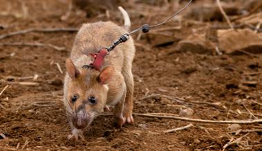 levels of scrap metal contamination. 8 APOPO s Mine Detection HeroRATs must pass stringent accreditation tests before being deployed in various countries.