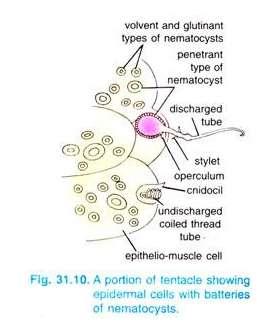 CNIDARIA - BODY FORM TYPE OF CELLS TIPE NEMATOCYSTS 1. PENGGULUNG (VOLVENT): berukuran kecil berfungsi untuk menggulung mangsa 2.