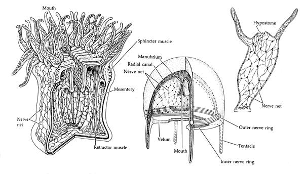 CNIDARIA - MOVEMENT & NERVE Muscular contractions via EPITHELIOMUSCULAR CELLS outer layer of longitudinal fibers at base of epidermis and an inner layer of circular fibers at base of gastrodermis;