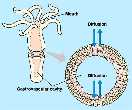 Digested in the gastrovascular cavity via secretions from gland cells (extracellular digestion, by enzyme); some food is