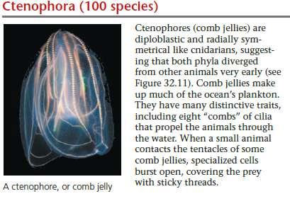 adhaerens Tdk tampak spt hewan Simple bilayer, beberapa ribu sel Comb Jellies/