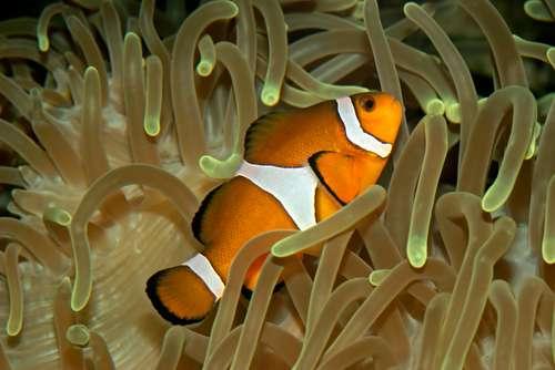 CNIDARIA - ECOLOGICAL IMPORTANCE Amphiprion percula The clownfish are immune (mucus) to the