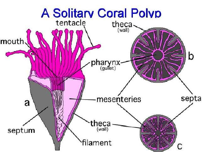 Exclusively marine; no medusa stage, Polyp stage only At one or both ends of the mouth is a ciliated groove called the