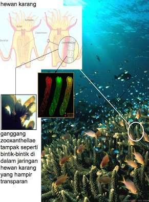 their energy from microscopic photosynthetic green algae (zooxanthellae) or dinoflagellates