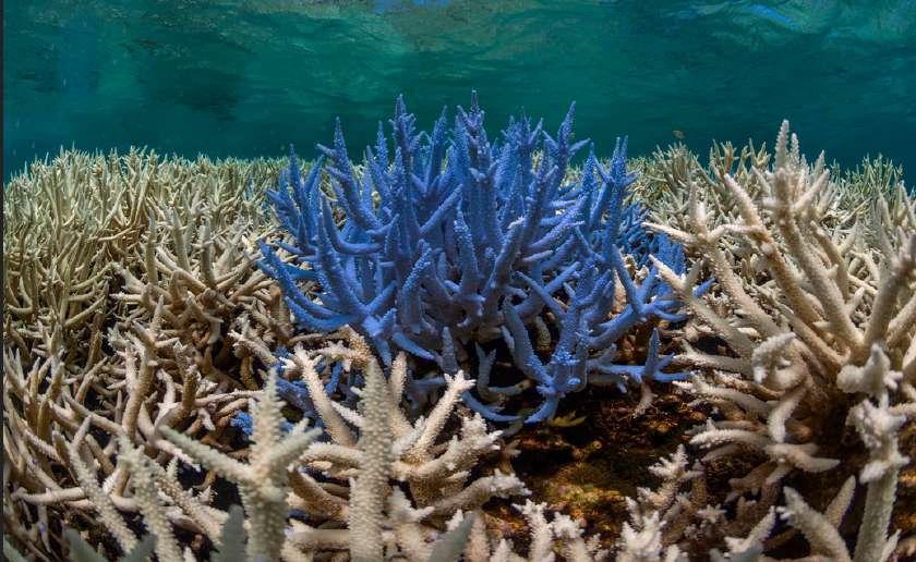 Bleaching and Death Recent increases in ocean temperatures have caused much stress on coral reefs Coral bleaching occurs when the Zooxanthellae leave due to the stress on the ecosystem The algae