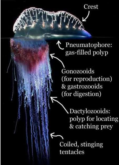 Portuguese Man-O -War (Physalia physalis) Order: Siphonophora Family: Physaliidae Looks like a jellyfish but is actually a colony of specialized polyps and medusas Physalia physalis does not have