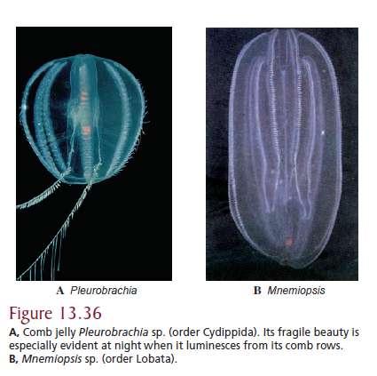 CTENOPHORA The body of a comb jelly is divided