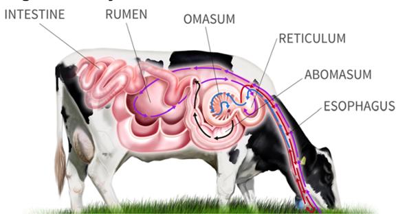which is divided into four compartments Including: rumen reticulum omasum