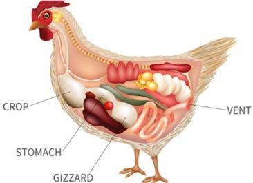 Avian Digestive System Highly differs from the previous digestive systems because the bird has no teeth Is made up of the esophagus which empties directly