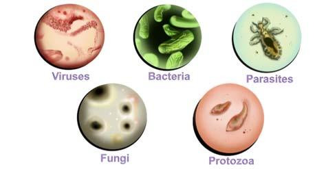 17. Pathogens Are classified as follows: viruses bacteria parasites fungi protozoa 18. Pathogens 19.