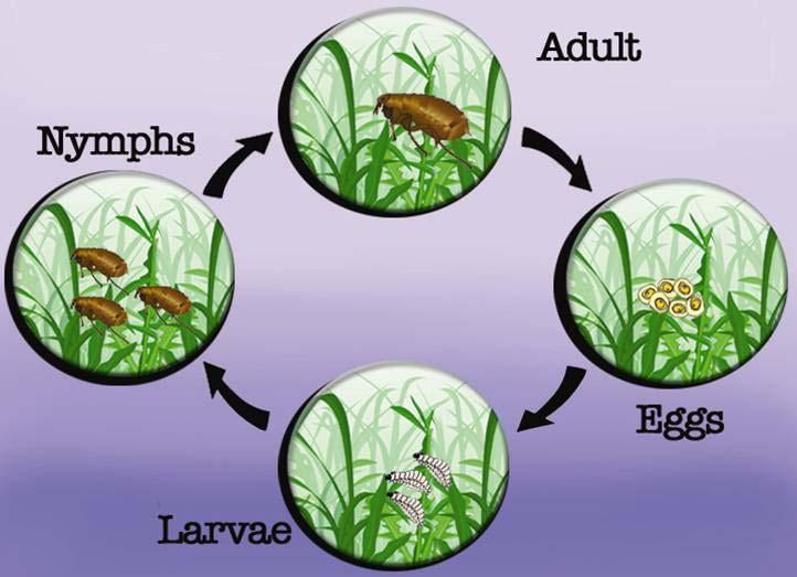 living organisms 23. Internal Parasites Life Cycle 24.