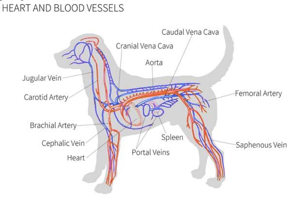37. Animal Body Systems Include: circulatory respiratory digestive endocrine immune integumentary nervous skeletal reproductive 38.