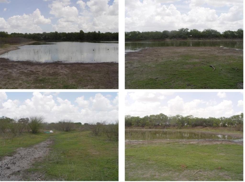 73 Site 11: (Willacy County: N26.45587, W097.