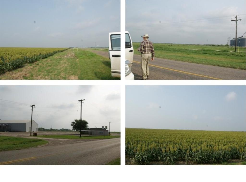 75 Site 14: (Willacy County: N26.45316, W097.61986) Private pond.