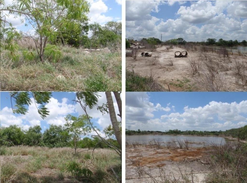 82 Site 23: (Willacy County, N26.34240, W097.78249) Private pond.