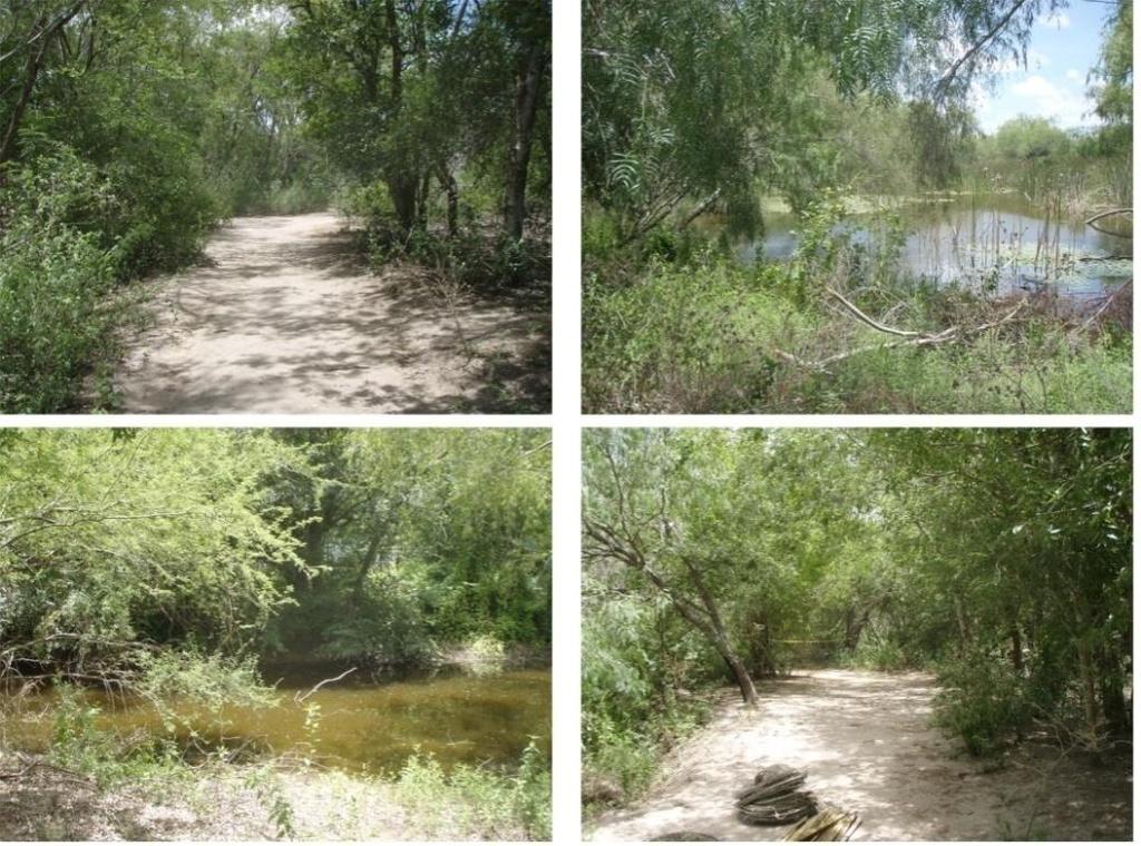 87 Site J: (Hidalgo County: N26.14711, W097.98901) Frontera Audubon.