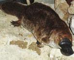 (elephant shrews) Notoricteromorphia (marsupial moles) 8 41 c.