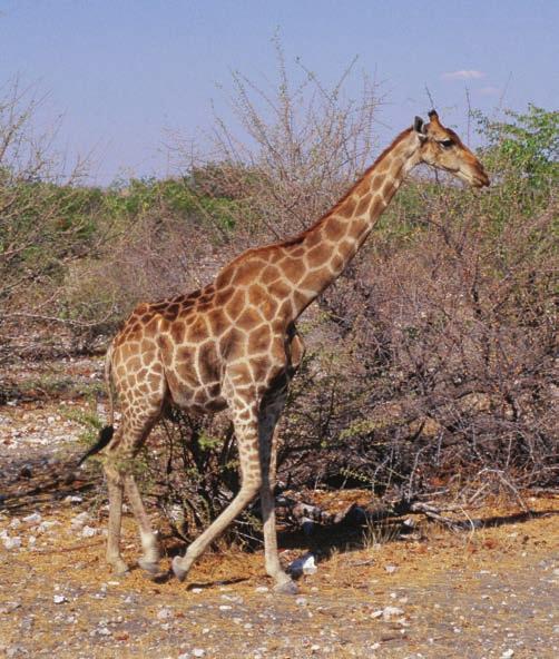 516 CHAPTER 43 MAMMALS Figure 43.6 Giraffa camelopardis angolensis in Etosha National Park (Namibia).