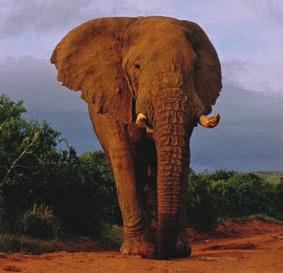 508 CHAPTER 43 MAMMALS The enigmatic origin of elephants (Afrotheria) The largest animals on earth (elephants) and in the ocean (whales) continue to be enigmatic due to the difficulty in