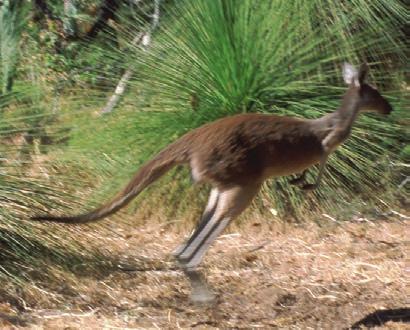 510 CHAPTER 43 MAMMALS Figure 43.3 The kangaroo Macropus fuliginosus in Yanchep National Park, Perth, Australia.