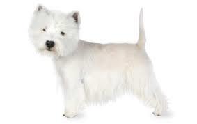 COM OR 402-570-1570) DON T FORGET A PICTURE! The breed for May is the West Highland White Terrier or Westie! This medium energy and small sized dog is happy, smart, loyal and entertaining.
