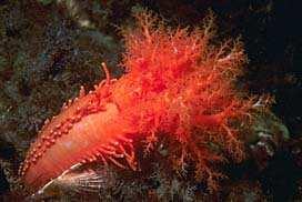 Orange Sea Cucumber: Cucumaria minata Along rock intertidal areas, keep your eyes open for these animals that tend to look like brightly coloured dill pickles!