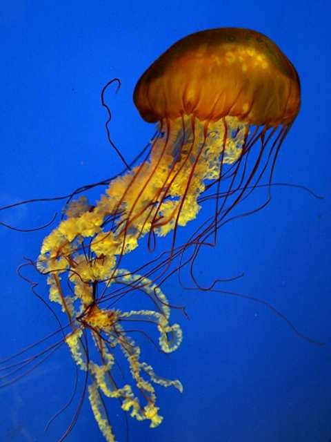 They expand and contract their body quickly, forcing water away from their body, and causing the jelly to move in the opposite direction.
