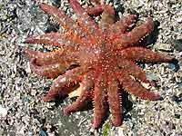 - Can travel up to 3 meters a minute! Sunflower Star Pycnopodia helianthoides: This spectacular sea star is a common sighting along rocky shores.