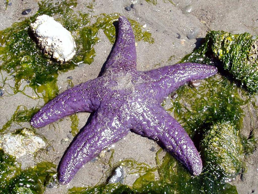 The number of legs that the star has depends on how old it is, with the maximum number being 24.