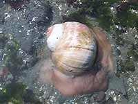 Moon Snail: Euspira lewsii This moon snail is almost round, large and thick shelled. It s colour ranges from yellowish-white to pale brown, with the base of the snail usually lighter than the top.