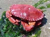 Red Rock Crab Cancer productus: A common crab that is restricted to rocky shores, this crab can reach sizes of 15cm across.