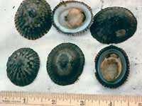 Limpet Family: The intertidal limpets are highly territorial, and will defend their home against competition. Most average about 1 inch in diameter and graze on the algae that grows on rocks.