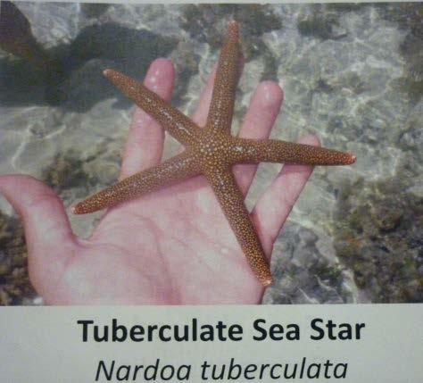 After a conversation with Tara (the marine biologist) I decided to do my research into Sea Stars on Heron Island. Tara suggested a few possibilities and this is what we came up with.. 1.