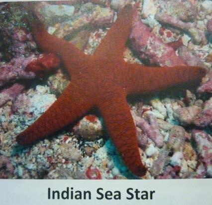 Sea stars can grow back their legs when they have eaten it or lost it during an attack. When we found a sea star with 4.