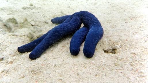 their species. This was different to my hypothesis. In my hypothesis, I said that sea stars with more legs will flip quicker because they had more strength and more leverage. However this was wrong.