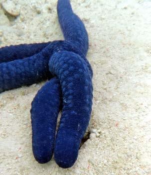 The Blue Linckia, which is a big star fish, was very slow to turn compared to the other smaller species. Sometimes the sea stars looked like they were tangling themselves up in knots.