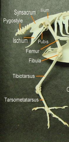 Leg Modifications Ankle joint is