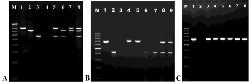 Fig. 1: (A). Gel photograph of multiplex PCR I targeting bla TEM (800 bp) bla SHV (713 bp) and bla OXA (56 bp) genes in Arcobacter species. (B).