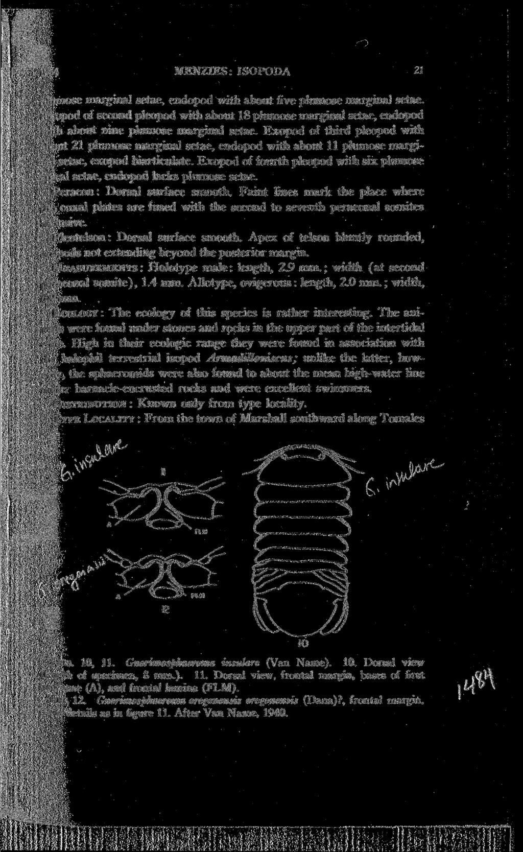 1954 MENZIES: ISOPODA 21 plumose marginal setae, endopod with about five plumose marginal setae.